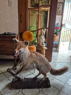 Opgezette vintage vos taxidermie, Verzamelen, Dierenverzamelingen, Ophalen