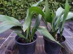 Aspidistra, kwartjesplant, kamerplant,, En pot, Plante verte, Enlèvement, Moins de 100 cm