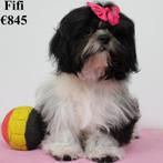 Shih Tzu (teefjes) Belgische pups te koop, Dieren en Toebehoren, Honden | Chihuahua's en Gezelschapshonden, België, CDV (hondenziekte)