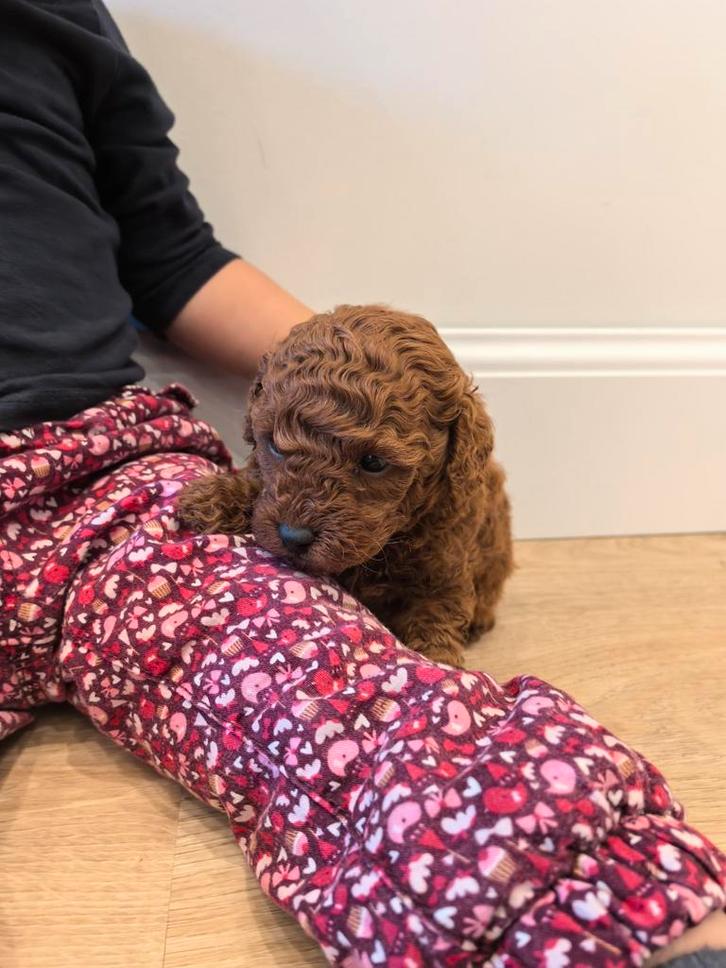 Poedel pups toys abrikoos  met stamboom, Dieren en Toebehoren, Honden | Chihuahua's en Gezelschapshonden, Meerdere dieren, Poedel