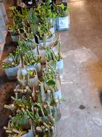 Stekken warme brugmansia, Dieren en Toebehoren, Ophalen of Verzenden, Zo goed als nieuw