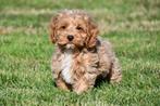 Cockapoo pups te koop, Dieren en Toebehoren, 15 weken tot 1 jaar, Reu, Buitenland, CDV (hondenziekte)