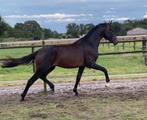 Magnifique étalon de dressage de presque 2,5 ans, Animaux & Accessoires, Cheval de dressage, 0 à 2 ans, Non dressé, 170 à 175 cm