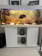 Aquarium met toebehoren, Ophalen, Gevuld zoetwateraquarium