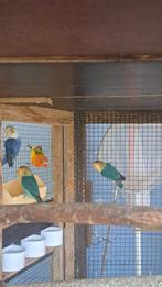 Agapornis fischerie, Dieren en Toebehoren, Vogels | Parkieten en Papegaaien, Meerdere dieren, Dwergpapegaai of Agapornis, Geringd