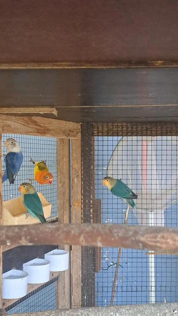 Agapornis fischerie  beschikbaar voor biedingen