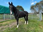 10 jarige tuigpaard merrie, Dieren en Toebehoren, Paarden, Merrie, Tuigpaard