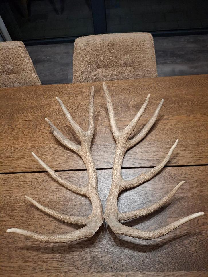 Gewei edelhert, Collections, Collections Animaux, Neuf, Bois ou Tête, Cerf, Enlèvement