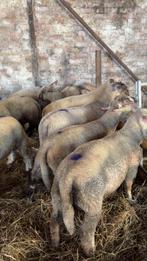 Agneaux Moutons, Animaux & Accessoires, Mâle, Mouton, 0 à 2 ans