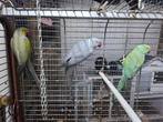 3 halsband parkieten grijs(man) grijs-groen(man) groen(pop), Dieren en Toebehoren
