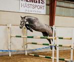 4 jarige bereden springpaard ruinen, Dieren en Toebehoren, Paarden, Springpaard