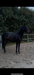 E pony, Dieren en Toebehoren, Ophalen of Verzenden