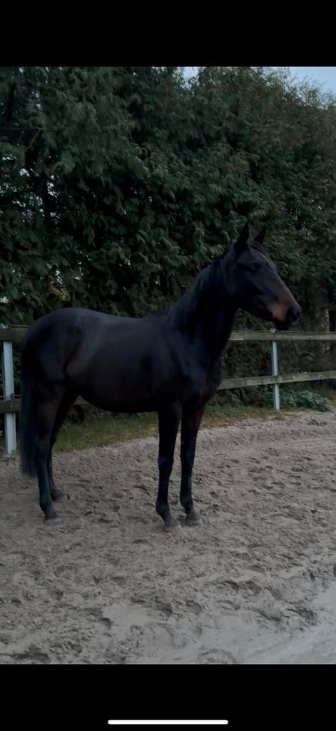 E pony, Dieren en Toebehoren, Paarden en Pony's | Zadels, Ophalen of Verzenden