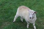 schapen  bokken, Dieren en Toebehoren, Schapen, Geiten en Varkens, Mannelijk, Schaap