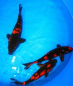 Prachtige  Hi Utsuri koi, Dieren en Toebehoren, Vissen | Vijvervissen, Karper of Koi