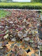 Heuchera micrantha 'Palace Purple', Vaste Plant, Enlèvement, Plante fixe, Mi-ombre