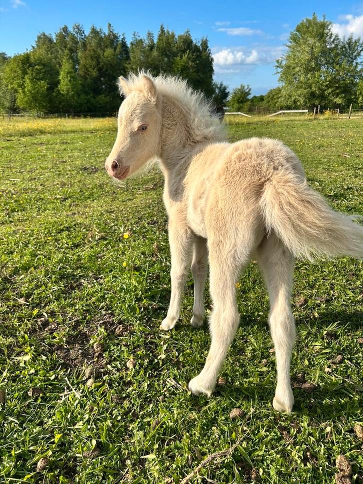 Prachtig AMHA / NMPRS merrietje, Dieren en Toebehoren, Pony's, Merrie