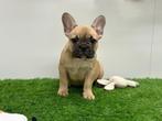 Franse Bulldog pups, Dieren en Toebehoren, België, 8 tot 15 weken, CDV (hondenziekte), Bulldog