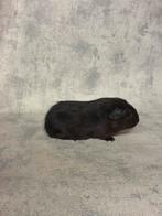 Cavia goudagouti mannetje, Dieren en Toebehoren, Knaagdieren, Cavia, Mannelijk, Tam, Oktober