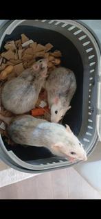 2 ratjes, Dieren en Toebehoren, Meerdere dieren, Rat, Tam