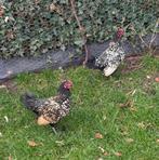 2 sebright hanen te geef. Niet om te slachten !!!!, Dieren en Toebehoren, Mannelijk, Kip