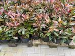Planten photinia red Robin, Jardin & Terrasse, Plantes | Jardin, Enlèvement ou Envoi
