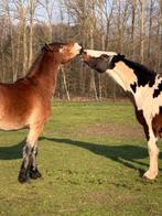 Cheval/poney d'adoption recherché, Animaux & Accessoires, Chevaux