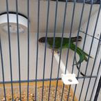 Koppel aymaraparkietjes, Dieren en Toebehoren