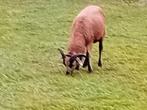 Kameroenschaap jong bokje + mooie grote vaderbok, Dieren en Toebehoren, Schapen, Geiten en Varkens