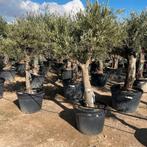 Olijfbomen aan stuntprijzen!, Tuin en Terras, Planten | Bomen, Ophalen of Verzenden