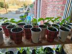 Paprika plantjes (klein) (3st/eur), Tuin en Terras, Ophalen