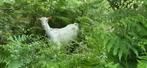 witte geiten te koop, Dieren en Toebehoren, Schapen, Geiten en Varkens, Meerdere dieren, Geit