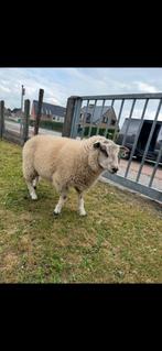 3 bokken, Dieren en Toebehoren, Schapen, Geiten en Varkens