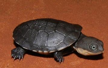 Afrikaanse moerasschildpad babys beschikbaar voor biedingen