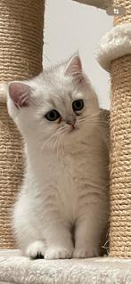 Britse korthaar kattin met stamboom, Dieren en Toebehoren, 0 tot 2 jaar, Gechipt, Poes
