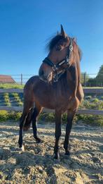 Te koop 7jarige