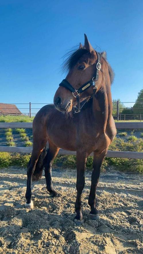 Te koop 7jarige, Dieren en Toebehoren, Paarden