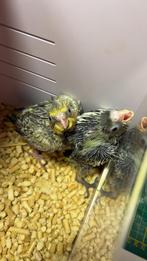 Calopsitte portatif, Plusieurs animaux, Perruche, Domestique