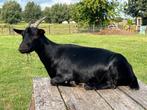 Mooie zwarte geit, Dieren en Toebehoren, Schapen, Geiten en Varkens, Geit