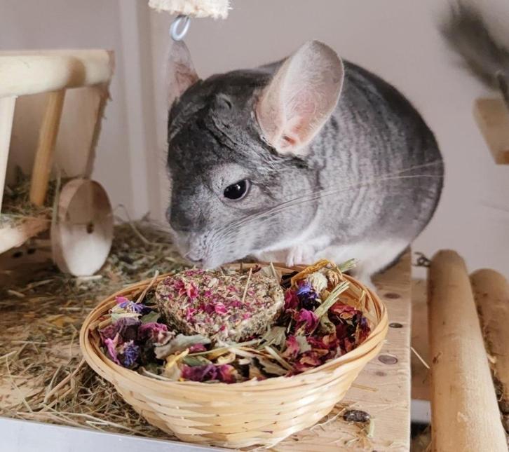 NL Chinchilla zoekt huisje - Saffier bokje 2016 met stamboom, Dieren en Toebehoren, Knaagdieren, Mannelijk, Chinchilla, Januari