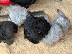 Cochin krielen, Dieren en Toebehoren