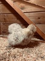 Choco mottled zijdehoen hen 💛, Femelle, Poule ou poulet