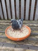 Jonge duif, Dieren en Toebehoren, Vogels | Duiven, Mannelijk, Postduif