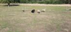 OUESSANT schapen te koop: 3 lieve bokjes, 2 ooien ., Dieren en Toebehoren, Schapen, Geiten en Varkens