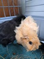 2 zeugjes te koop, Dieren en Toebehoren, Knaagdieren, Augustus, Vrouwelijk, Tam
