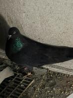 Pigeons iraniens