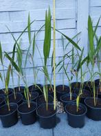 Jonge Trachycarpus fortunei (Chinese waaierpalm) zaailingen, Tuin en Terras, Ophalen of Verzenden, In pot