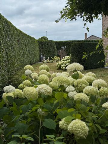 Tuinman Meetjesland Regio, Grillage ou Palissade