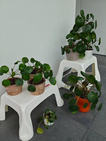 Pilea peperomioides pannenkoekenplant beschikbaar voor biedingen
