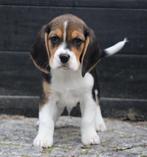 Beagle pups, Dieren en Toebehoren, België, Beagle, CDV (hondenziekte), 8 tot 15 weken